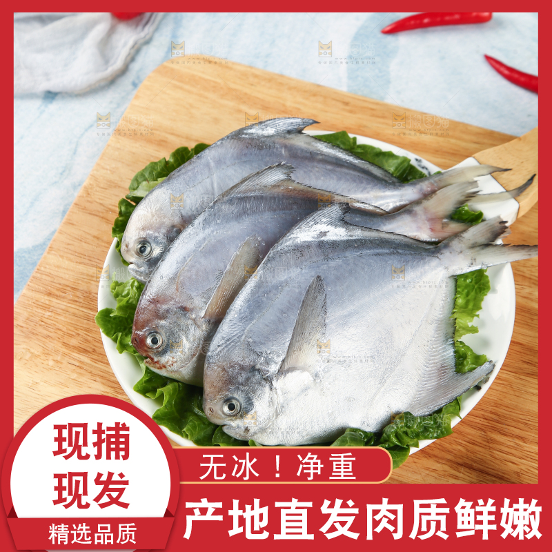 一盘野生银鲳鱼