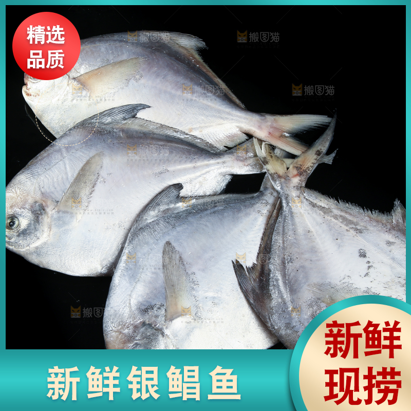 黑底上放着银鲳鱼