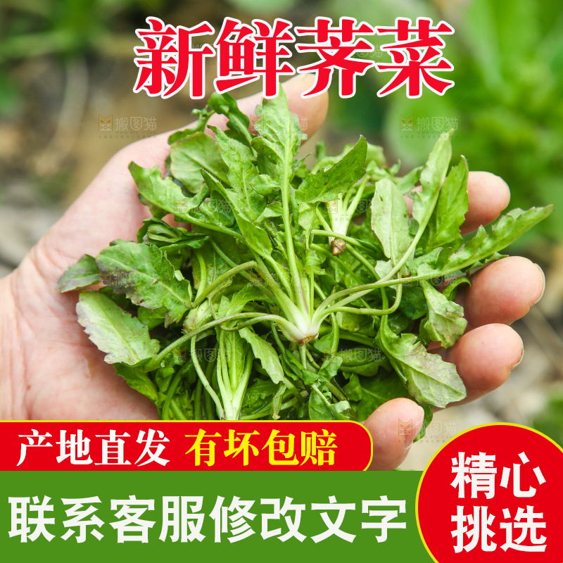 手里拿着荠菜