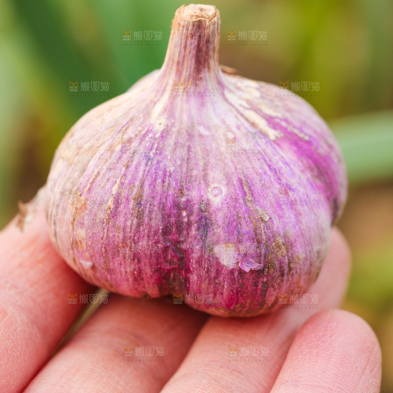 手里拿着三瓣蒜