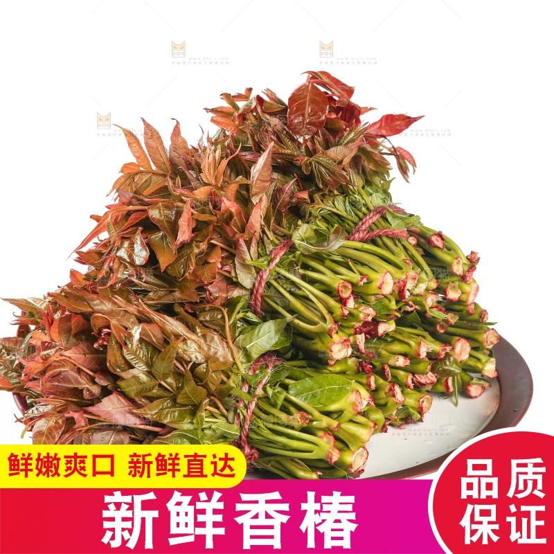 一盘香椿摆放在白底上