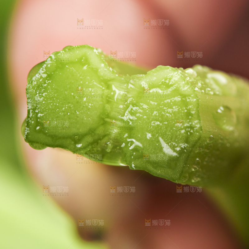手里拿着水芹菜