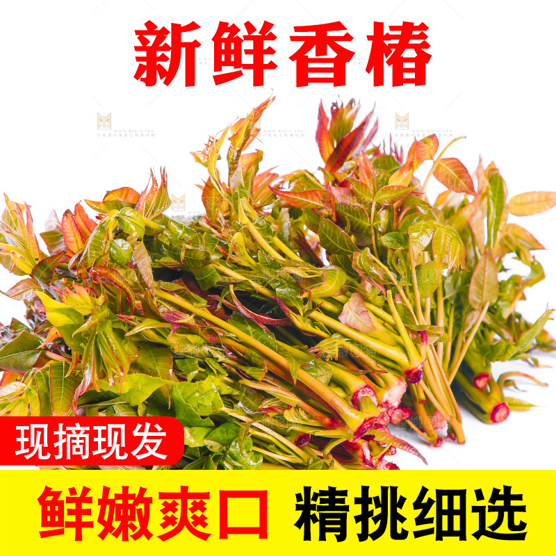 白底上放着头茬香椿