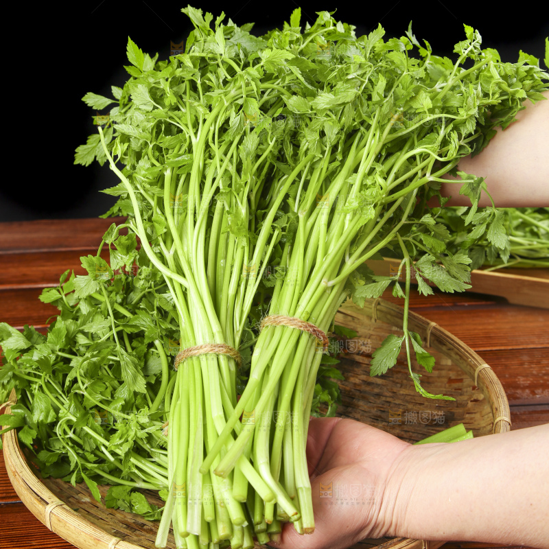 手里拿着野芹菜