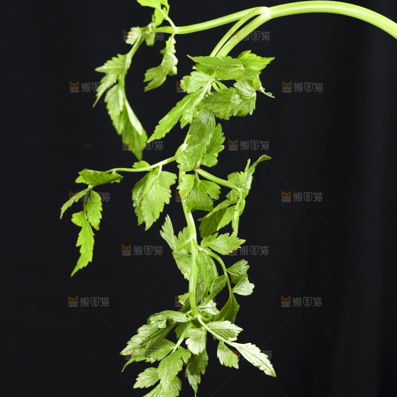 新鲜水芹菜