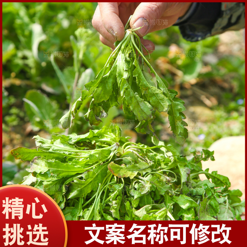 手里拿着地菜