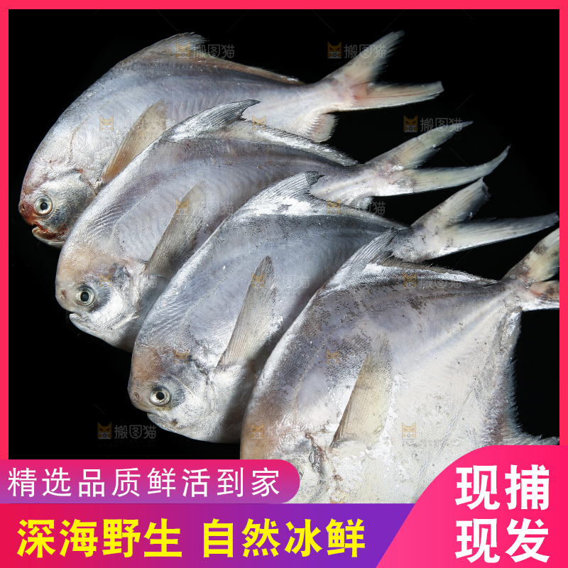 黑底上放着银鲳鱼