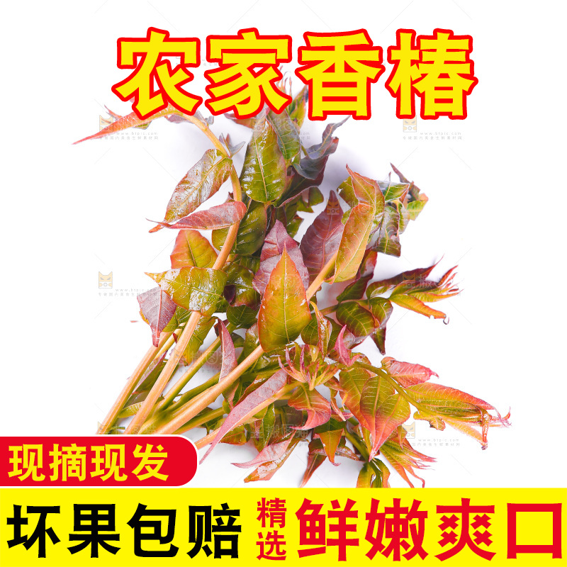 白底上放着野生香椿