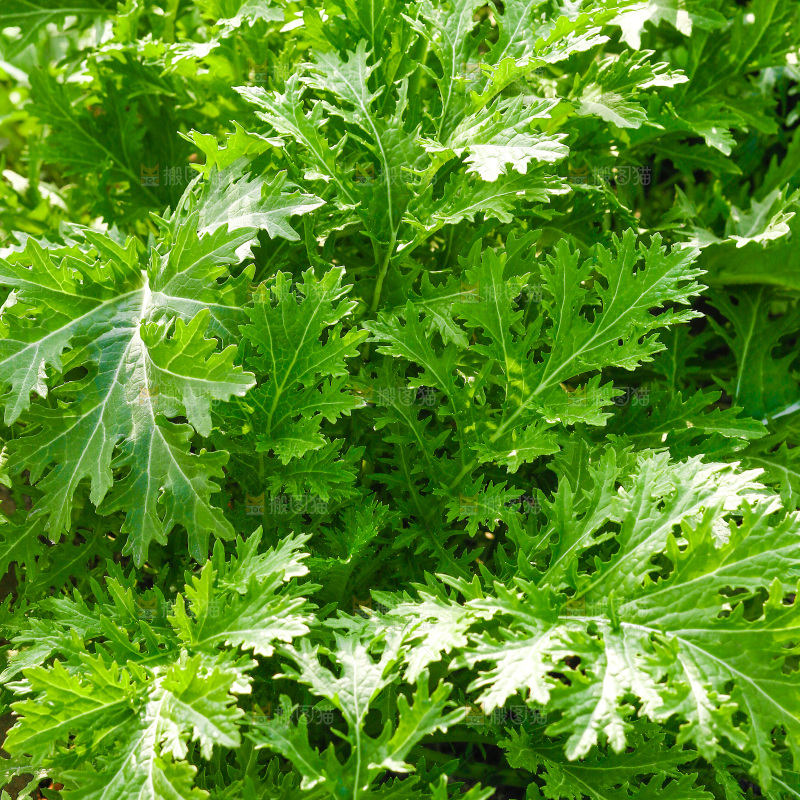 田里的野腊菜