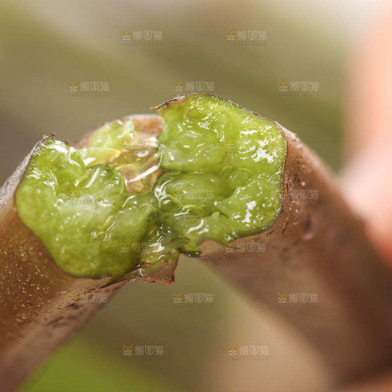 掰成两半的蕨菜