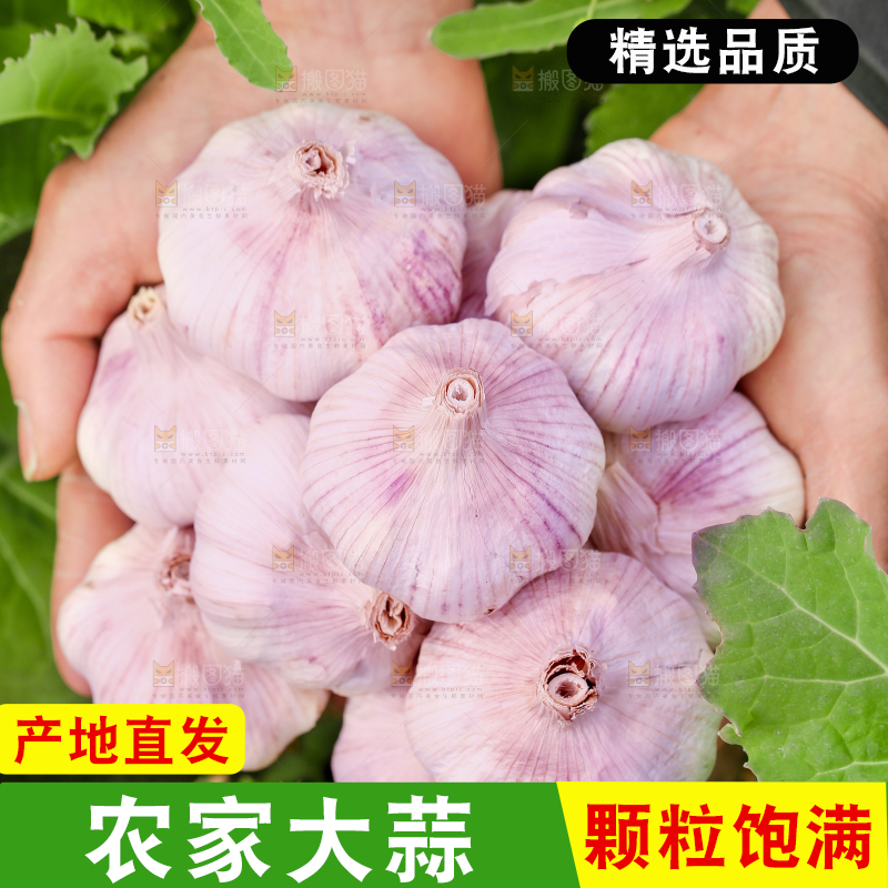 手里捧着大蒜头