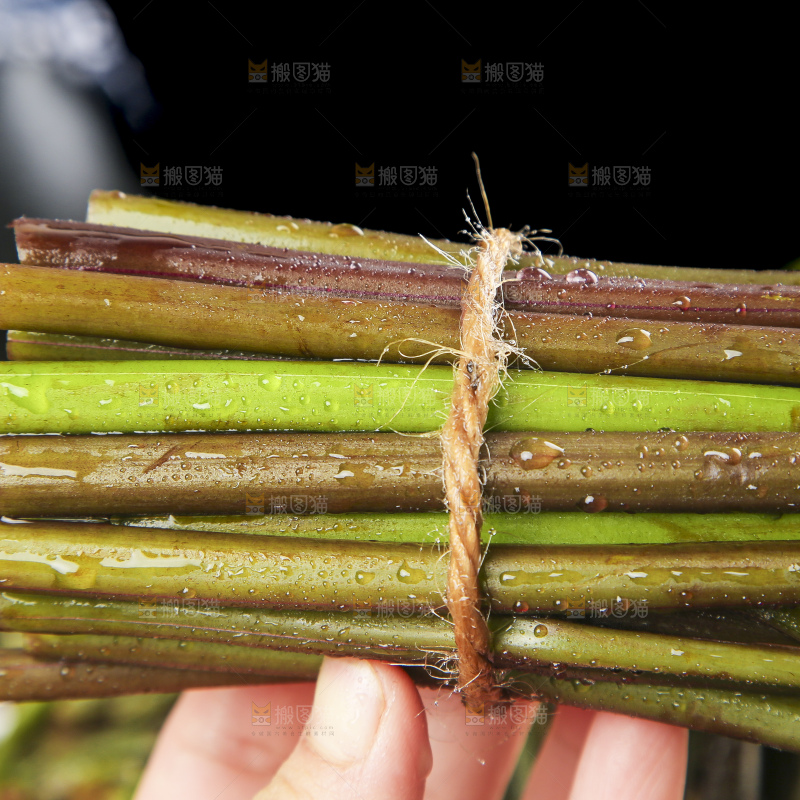 手里拿着蕨菜