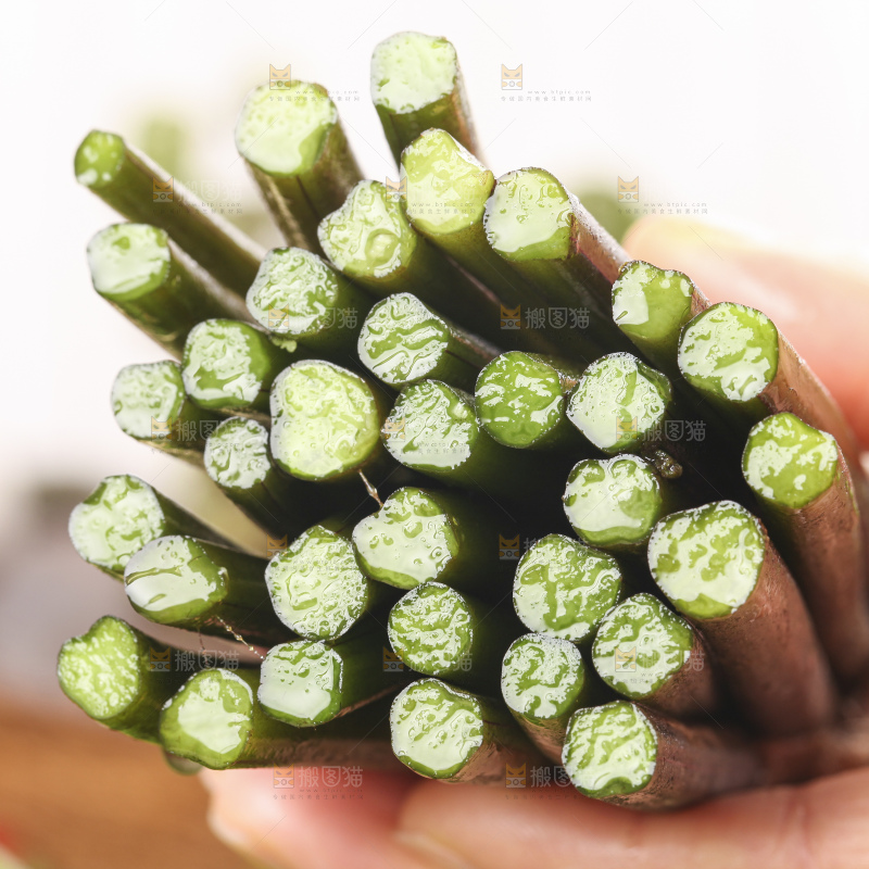 手里拿着蕨菜