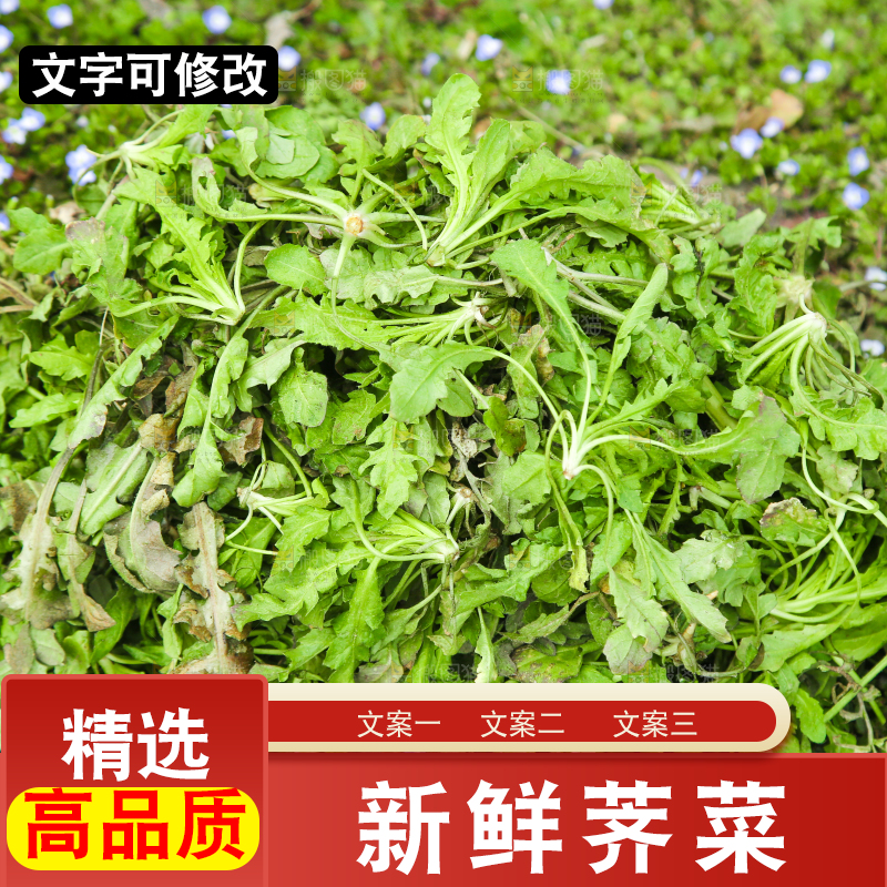 一堆新鲜荠菜