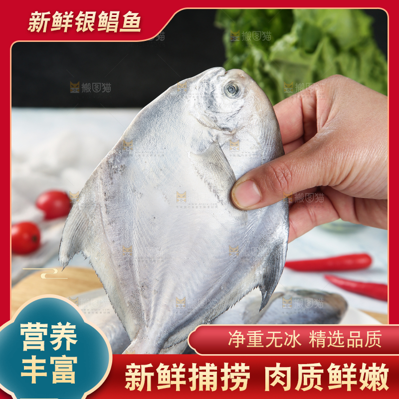 手里拿着海捕银鲳鱼