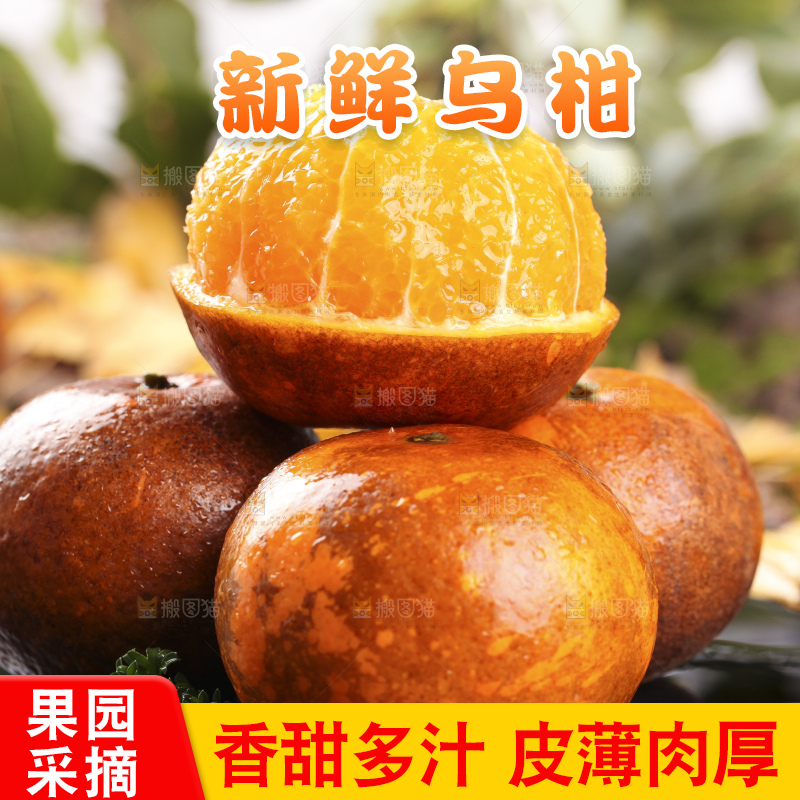 一堆新鲜乌柑