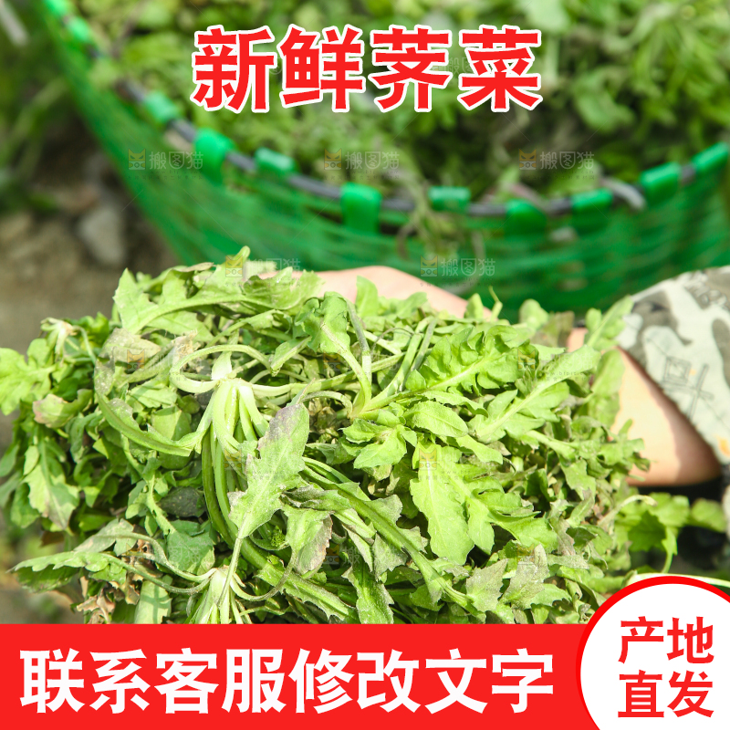 手里拿着野荠菜