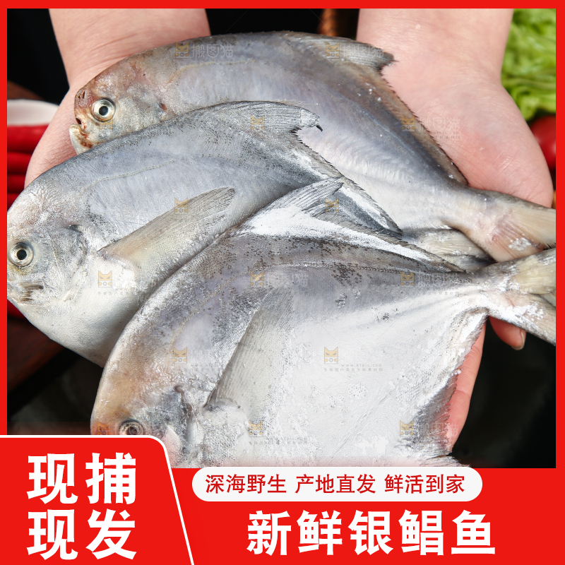 手里拿着银鲳鱼