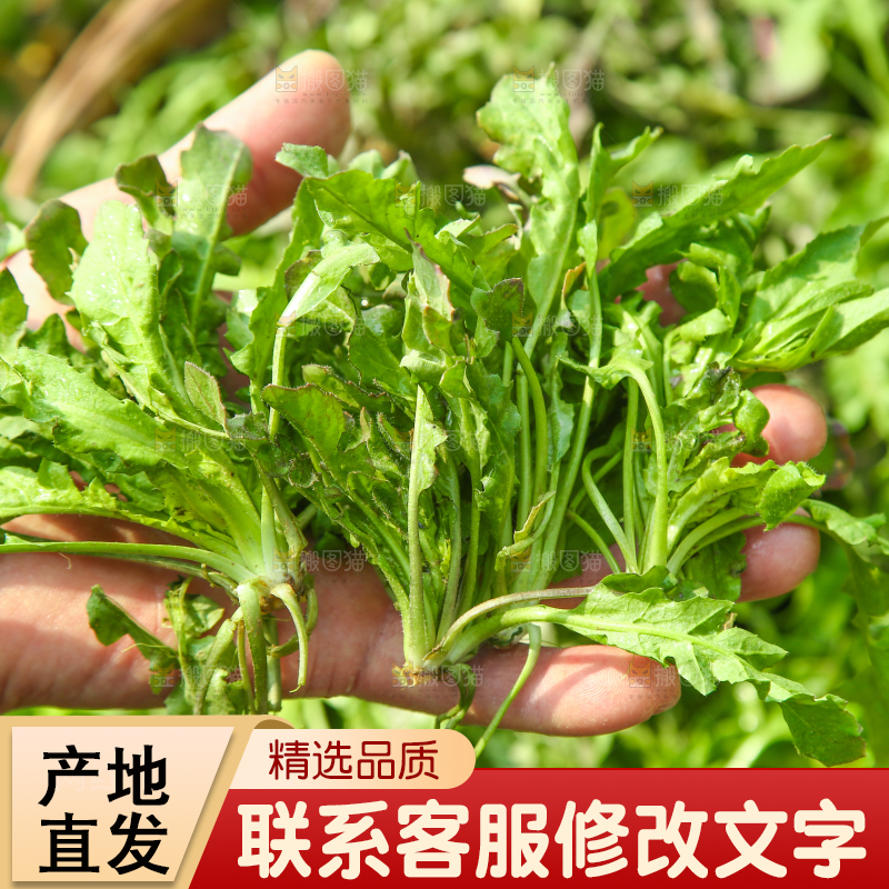 手里拿着地菜