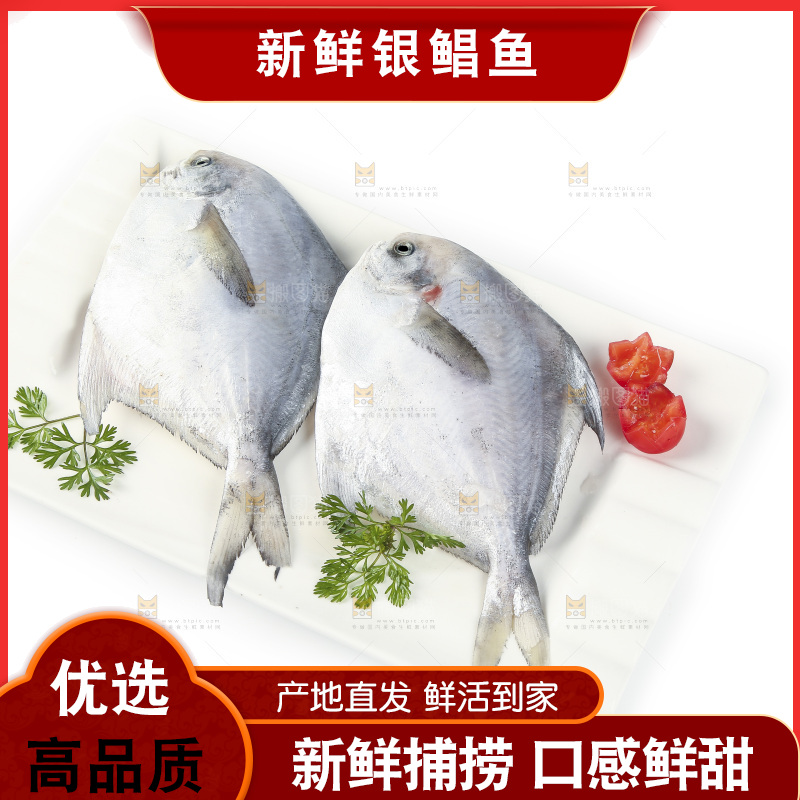 一盘银鲳鱼摆放在白底上