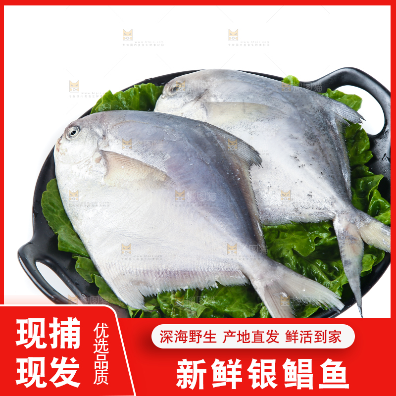 一盘银鲳鱼摆放在白底上