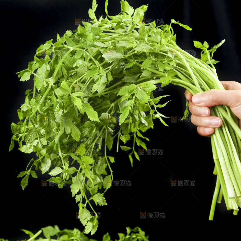 手里拿着水芹菜