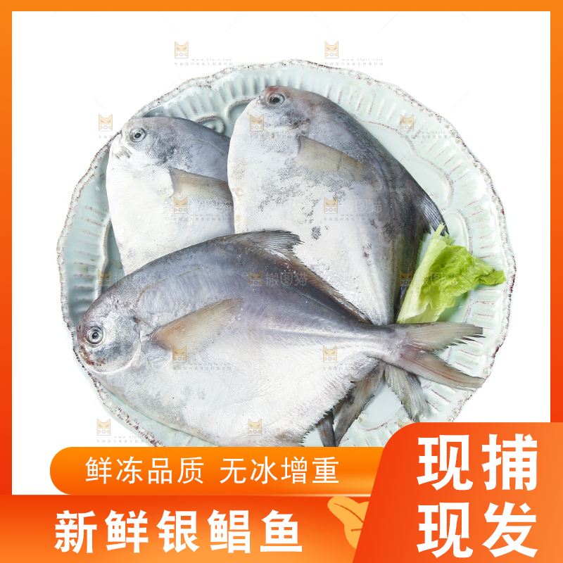 一盘银鲳鱼摆放在白底上