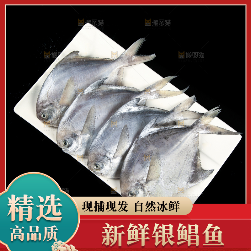 黑底上摆放着一盘舟山银鲳鱼