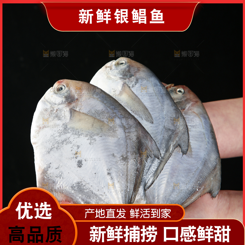 手里拿着银鲳鱼