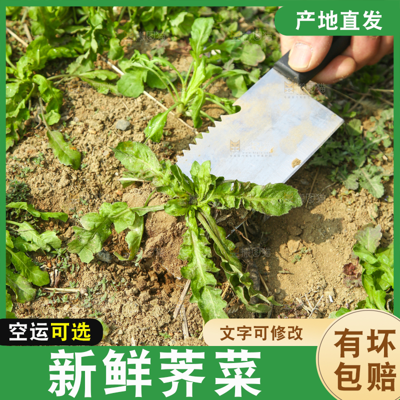 挖着野生荠菜