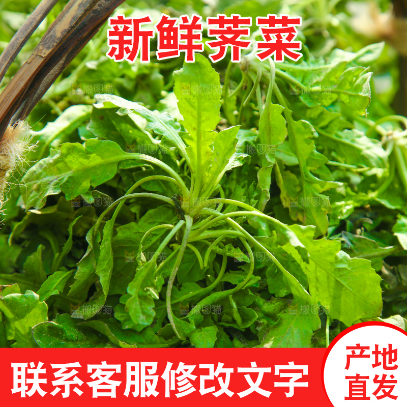 一篓野荠菜