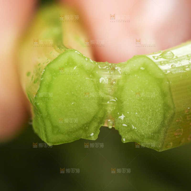 手里拿着水芹菜