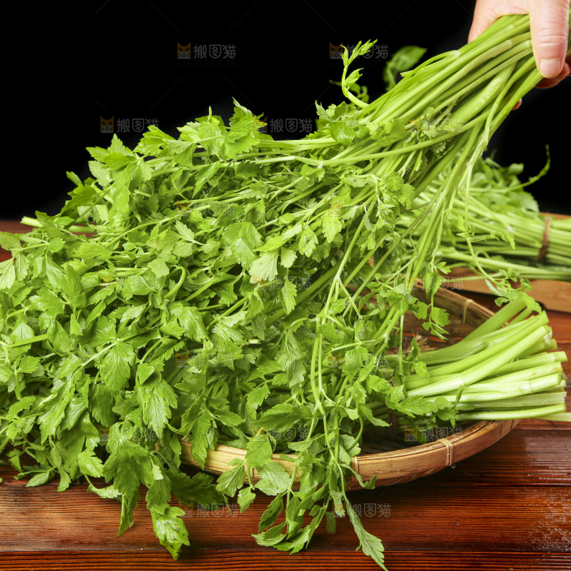 手里拿着野芹菜