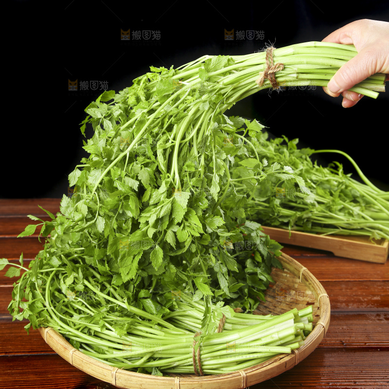 手里拿着野芹菜