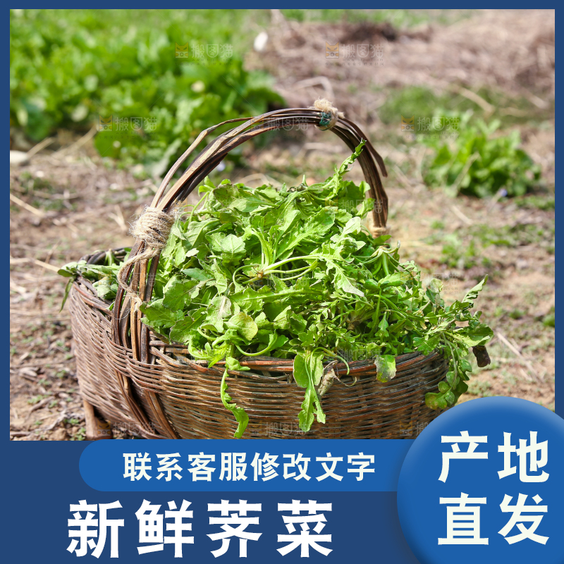 一篓野荠菜