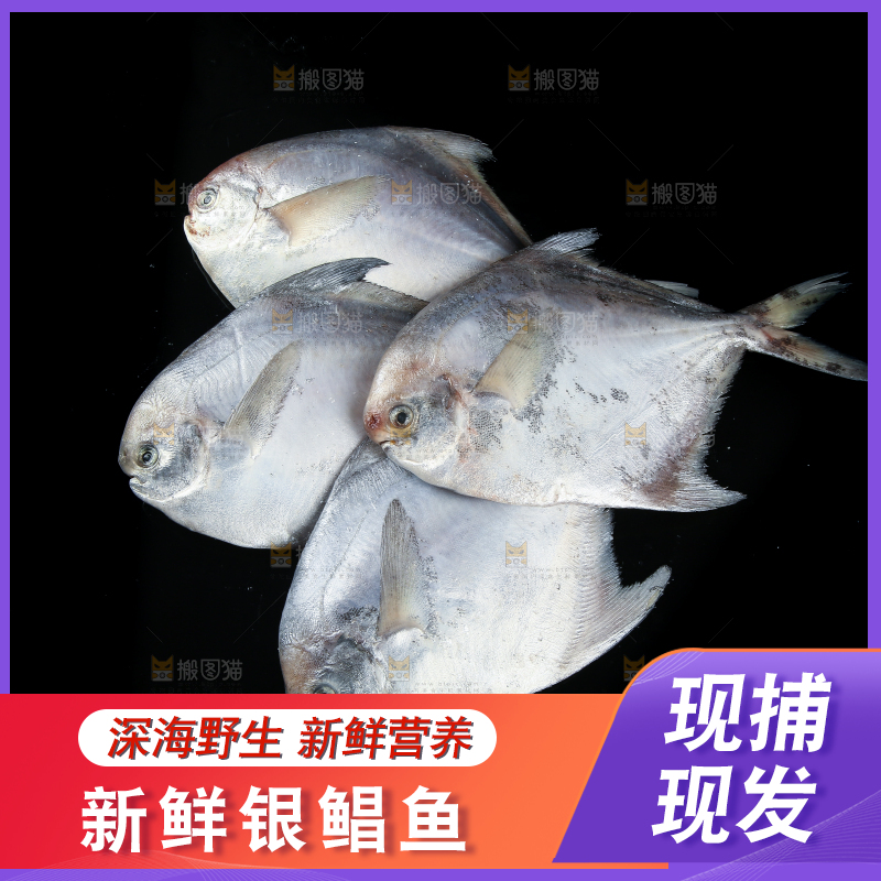 黑底上放着银鲳鱼