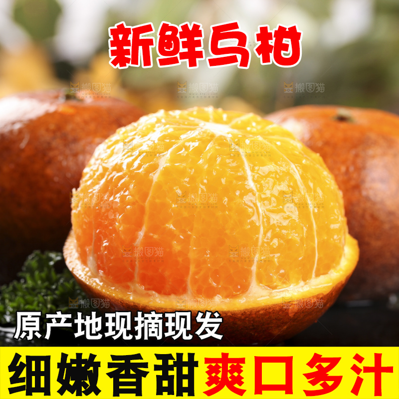 一堆新鲜乌柑