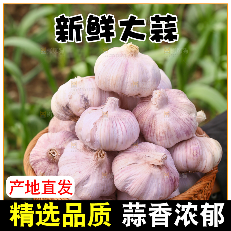 手里端着一篮山东新大蒜