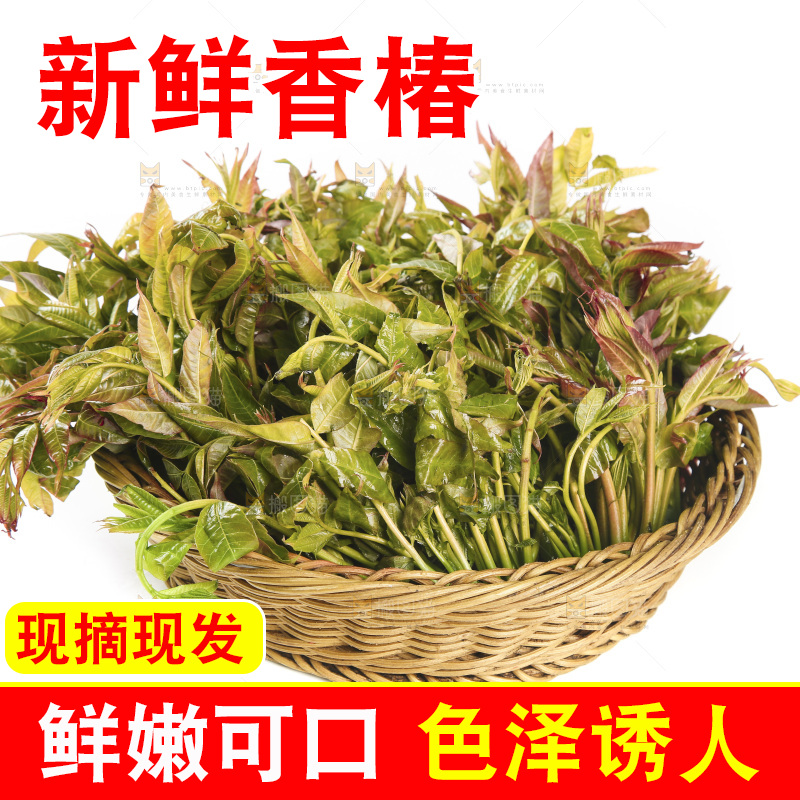 一篮香椿嫩芽