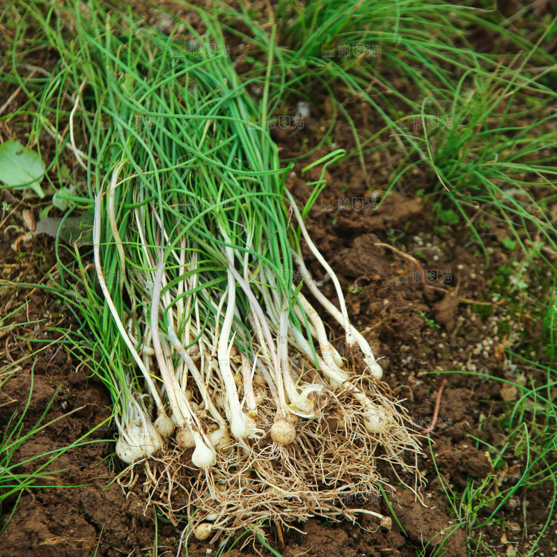 田里的野葱