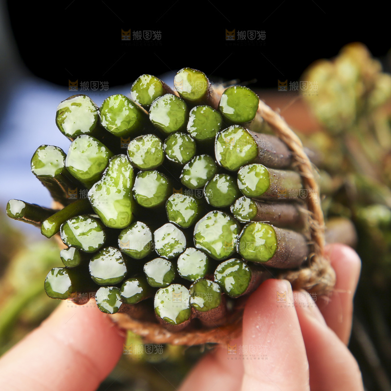 手里拿着蕨菜
