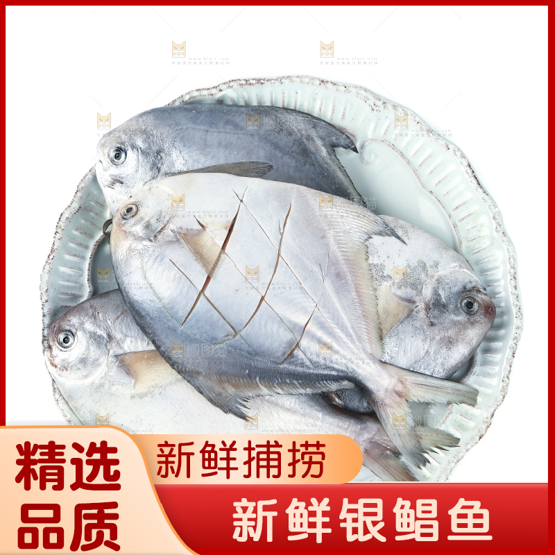 一盘银鲳鱼摆放在白底上