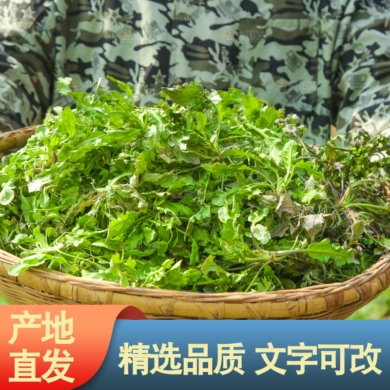 手里端着一篮野生荠菜