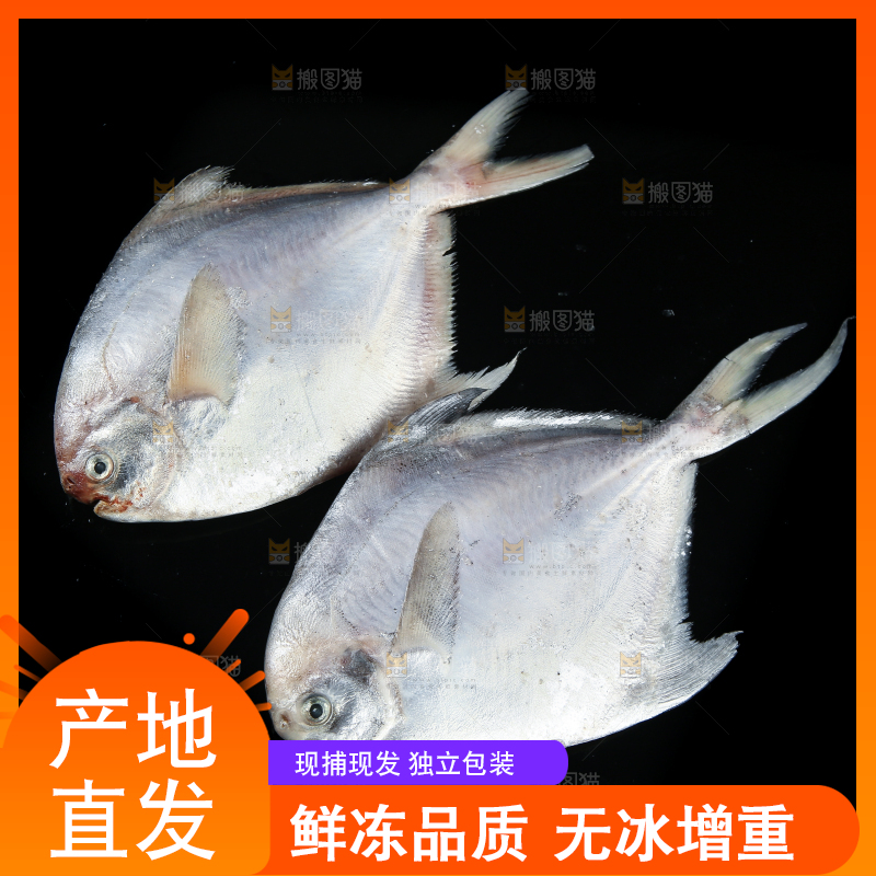 黑底上放着银鲳鱼