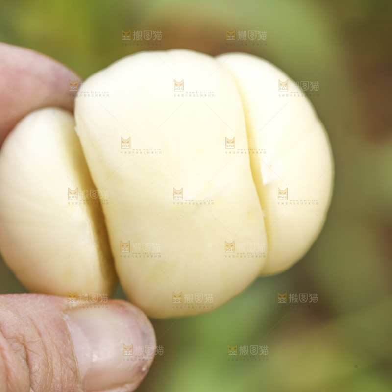 手里拿着三丫蒜