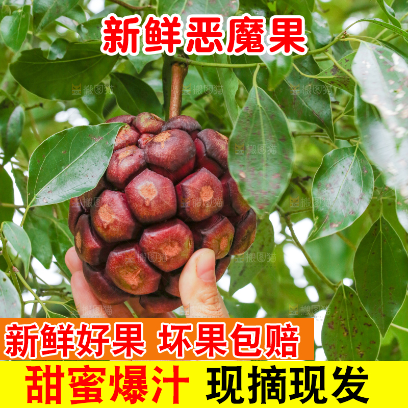 手里采摘着恶魔果
