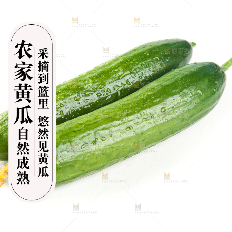 白底上的寿光水果黄瓜
