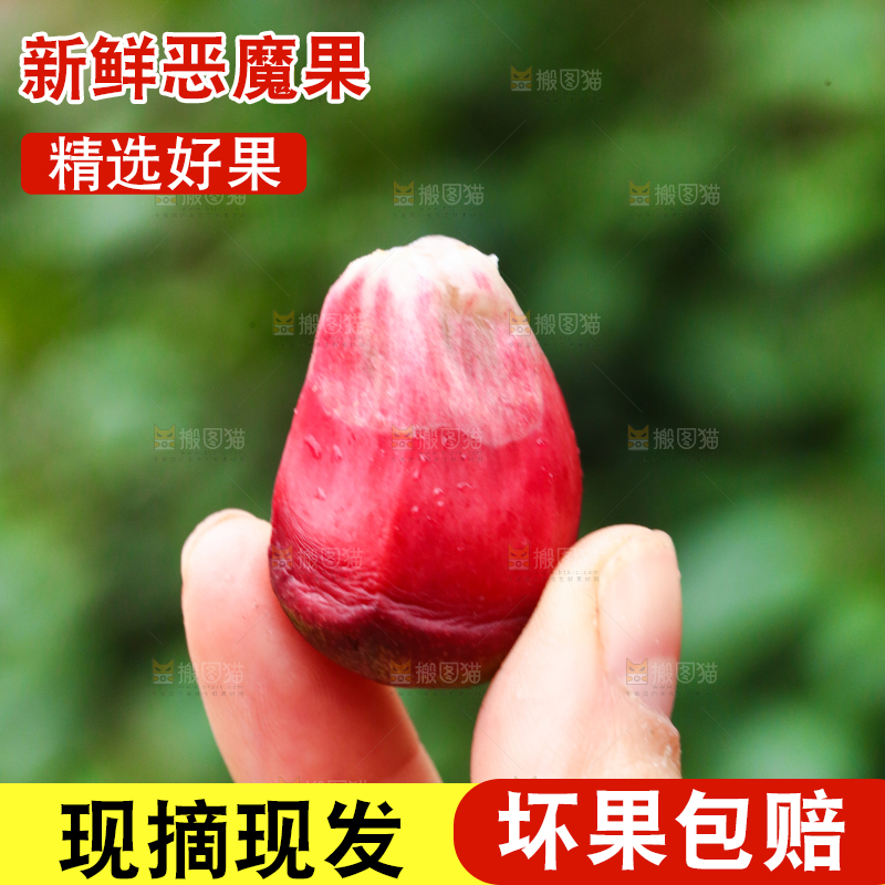 手里拿着黑老虎果粒