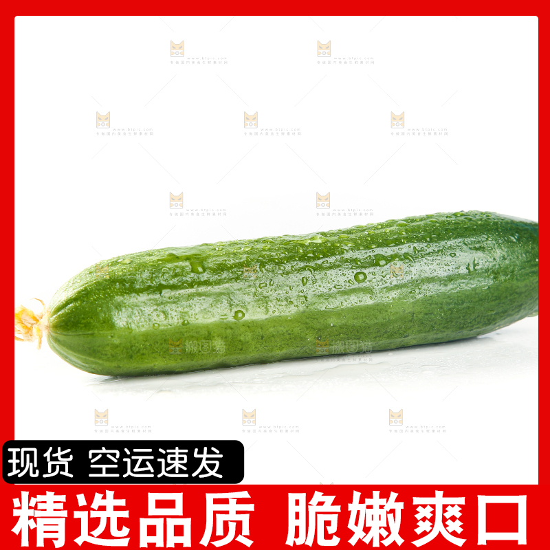 白底上的寿光水果黄瓜