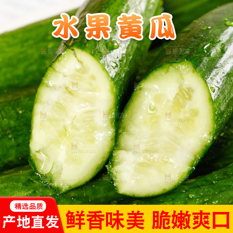 一堆新鲜的山东水果黄瓜